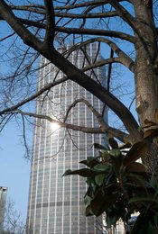 14th-arrondissement;-Backlight;-Branches;-Edgar-Quinet-district;-Kaleidos;-Kaleidos-images;-La-parole-à-limage;-Magnolia;-Paris;-Plane-tree;-Pollarded-tree;-Skyscraper;-Stories-Pictures;-Street-tree;-Sun-flare;-Tarek-Charara;-Tour-Montparnasse